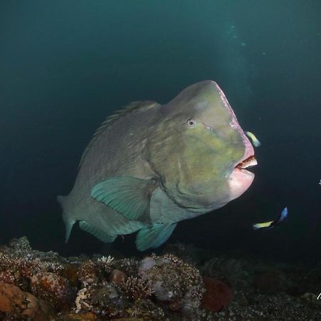 Coriana Dive Resort Waisai Εξωτερικό φωτογραφία