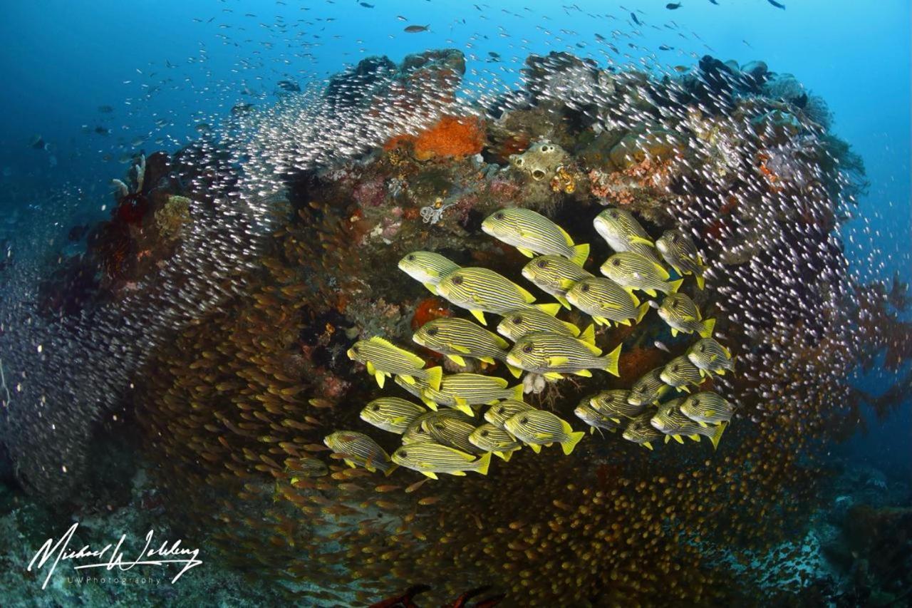 Coriana Dive Resort Waisai Εξωτερικό φωτογραφία