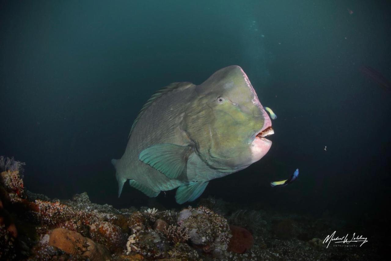 Coriana Dive Resort Waisai Εξωτερικό φωτογραφία