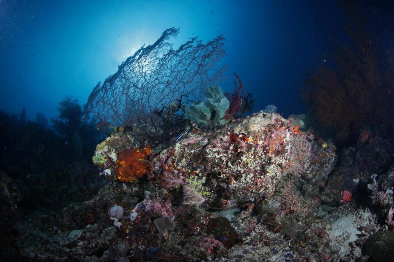 Coriana Dive Resort Waisai Εξωτερικό φωτογραφία